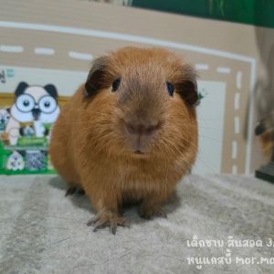 Adopt a Charming Brown Skinned Guinea Pig Today