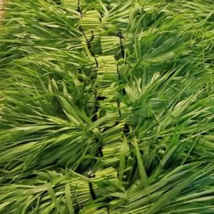 Fresh Green Grass for Your Guinea Pig s Delight
