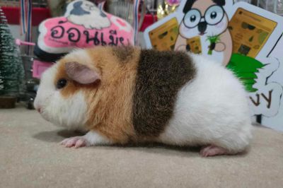 Guinea Pig Care and Grooming Tips