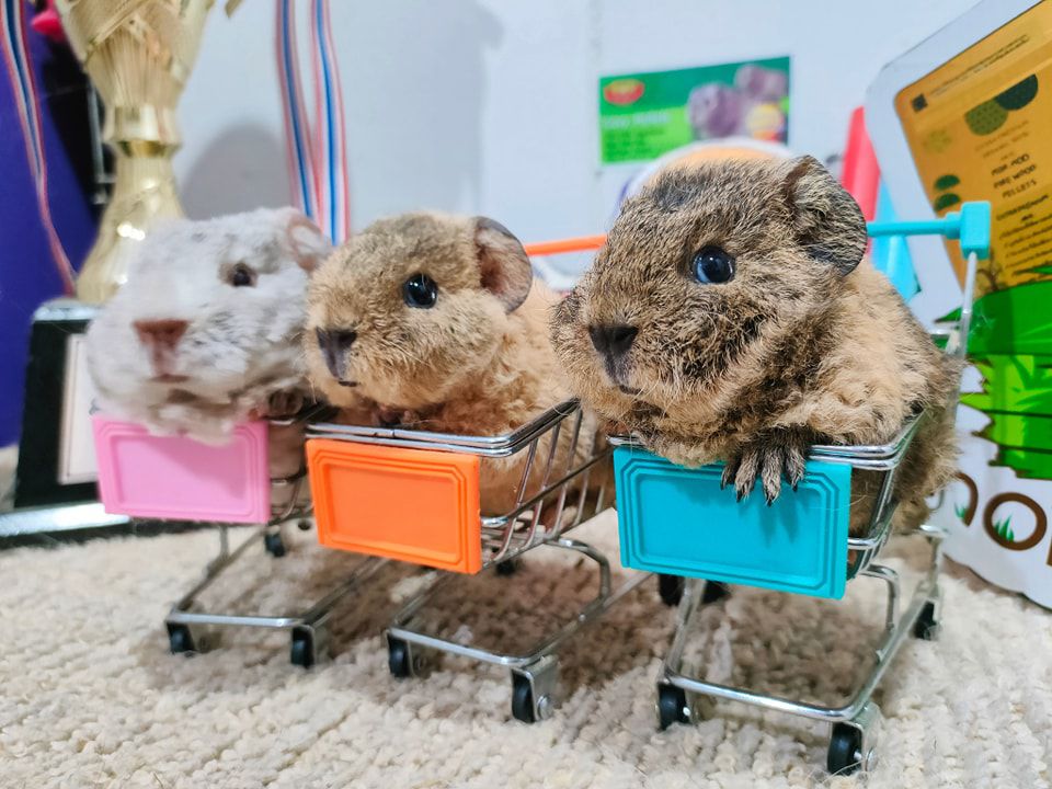 best-in-breed-guinea-pigs-bangkok-for-pet-lovers